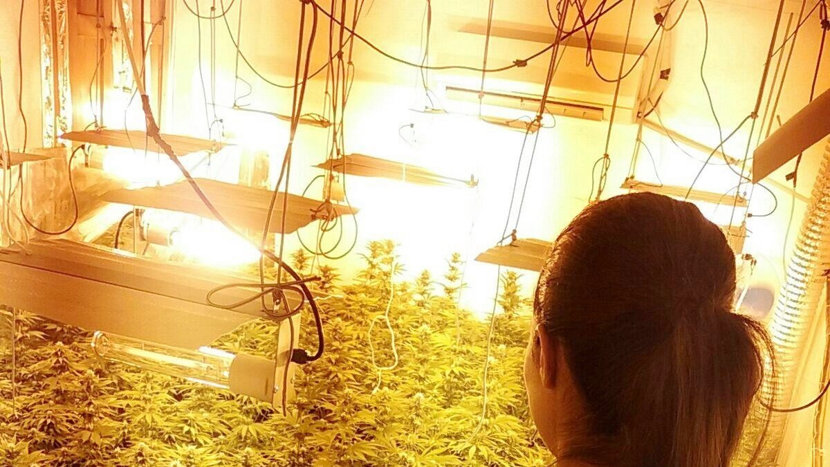 Plantación encontrada \'indoor\'