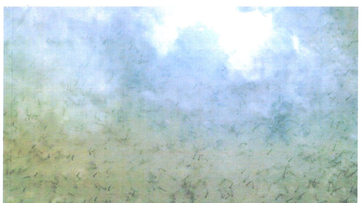 Agua de las charcas, cuajada de larvas, en una imagen facilitada por el Ayuntamiento.