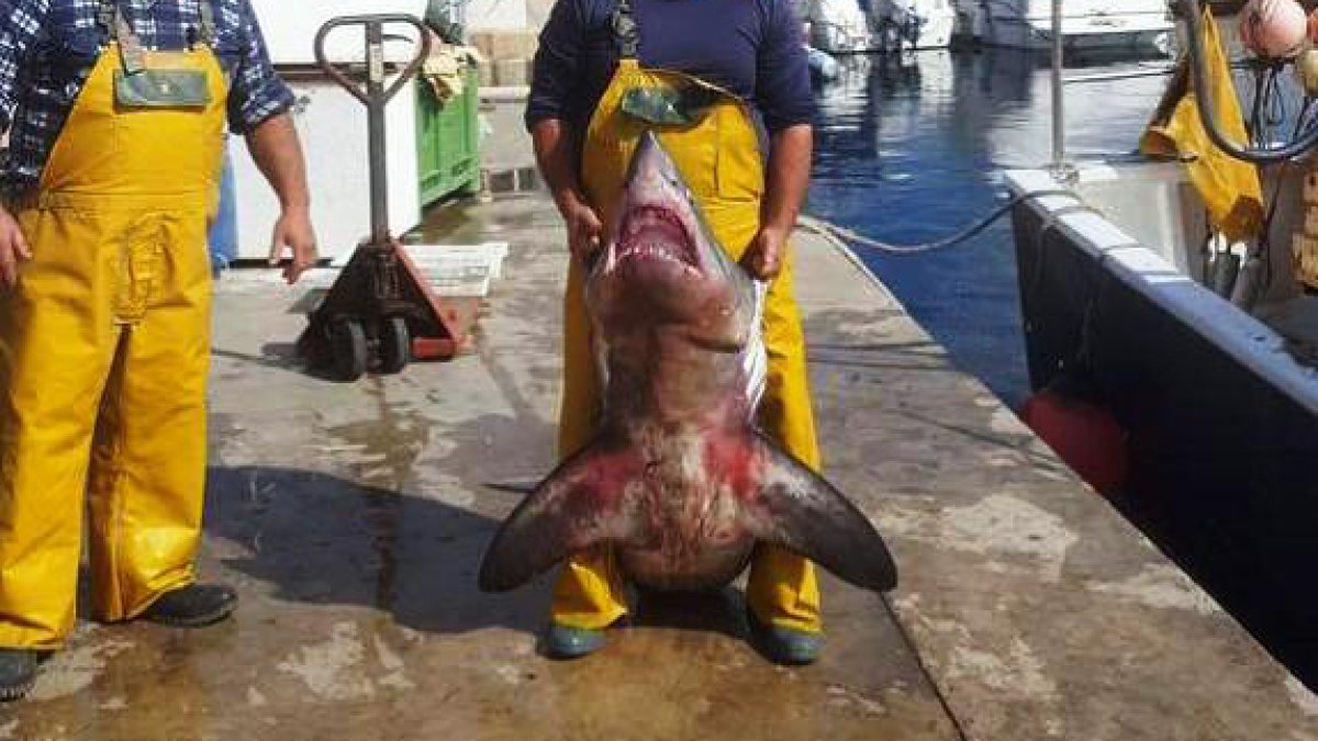 Imagen del tiburón marrajo pescado presuntamente por un vecino de Cuevas.
