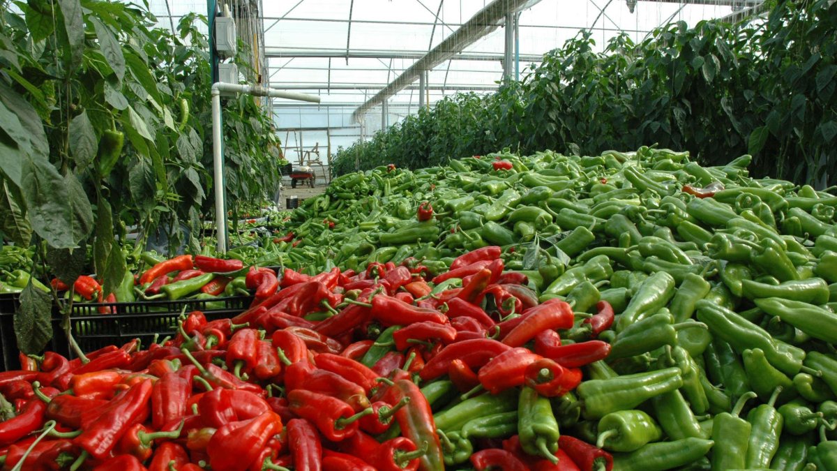 Producción de pimiento en un invernadero de Almería