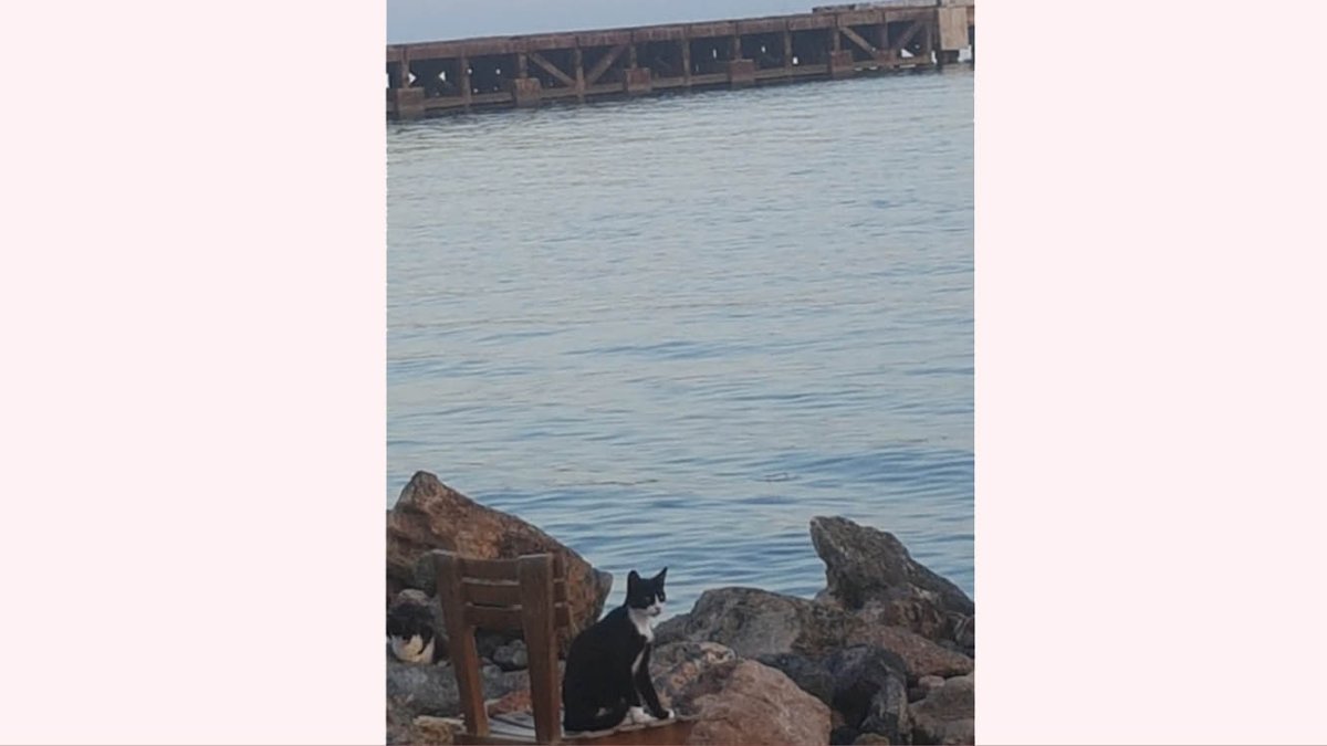 Uno de los felinos de la playa de los gatos.
