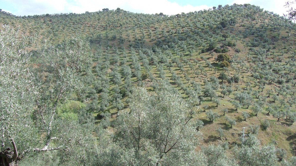 Cultivo de olivar en Andalucía.