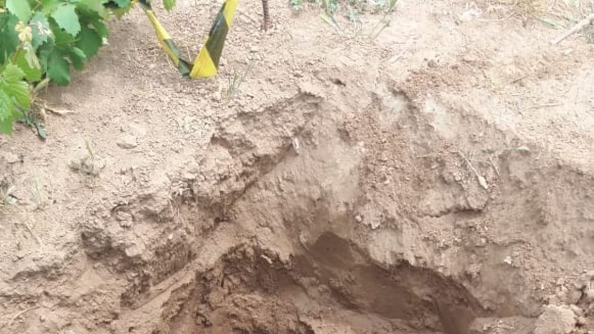 Preparados biodinámicos que se utilizan como abono en los cultivos, siguiendo el calendario astrológico de Maria Thun.