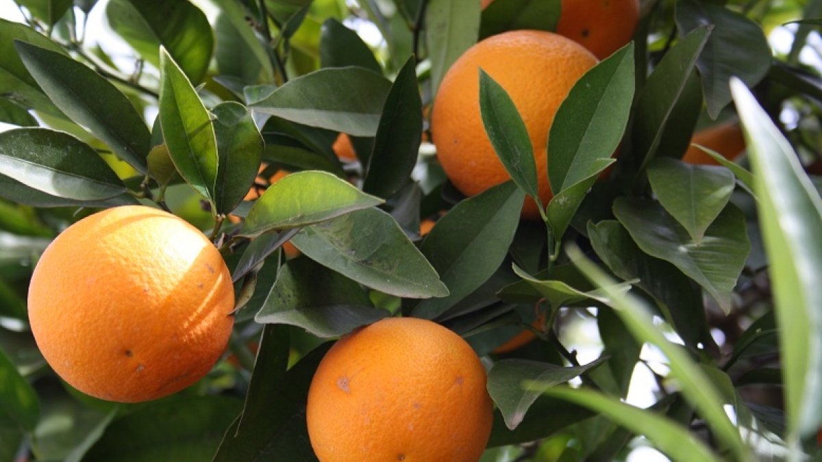 Cultivo de naranjas en la provincia de Almería.