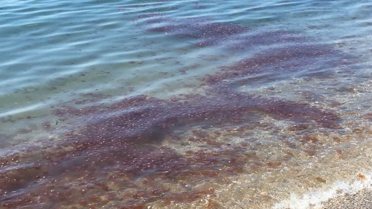 Banco de medusas en la orilla de las playas de Almerimar.