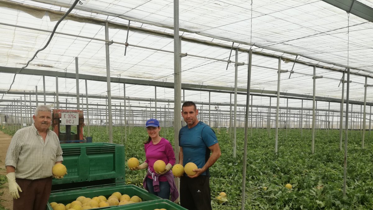 Cultivo de melón Galia en un invernadero almeriense.