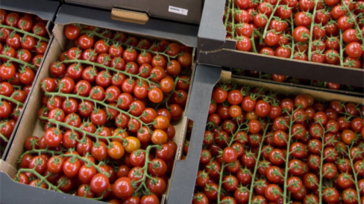 Fepex pide que a pesar del aumento de producción del Sahara Occidental se mantenga la cuota marroquí.