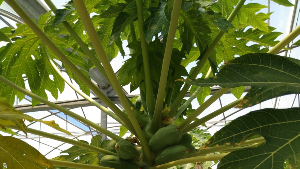 La mejora genética del cultivo de papaya en Almería sera una de las investigaciones apoyadas por el Plan Estatal de I+D+I.