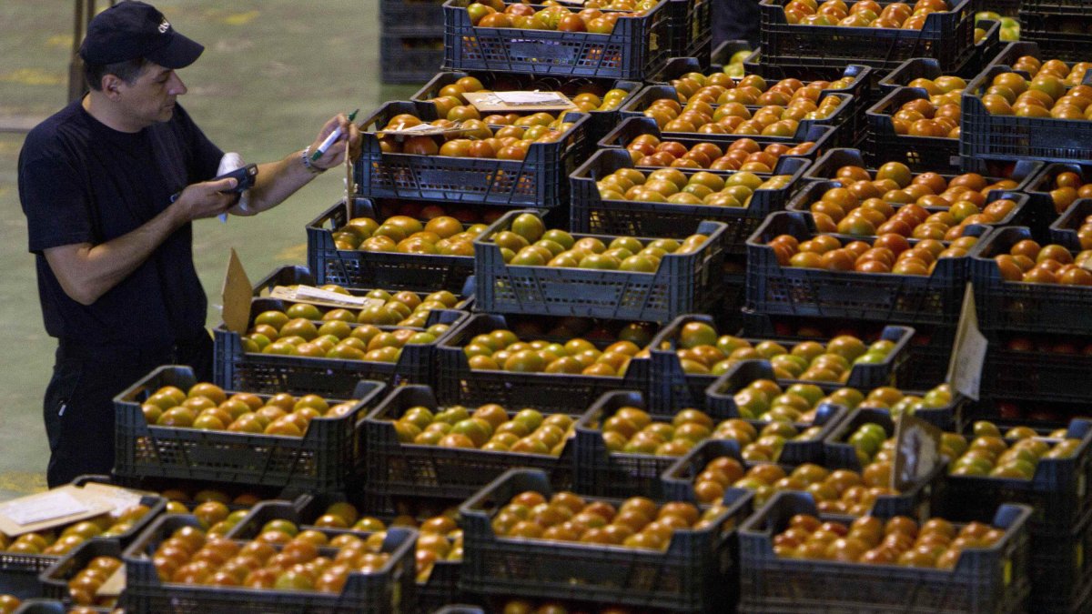 Baja el tomate tanto en volumen como en precios