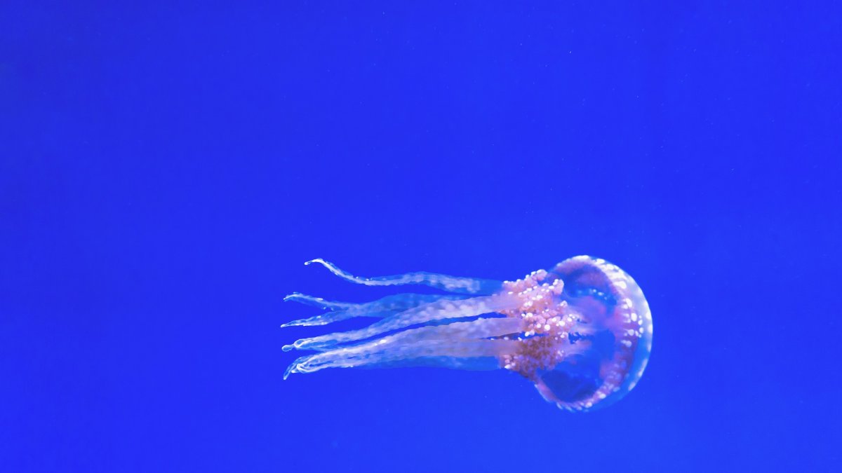Lo peor que podemos hacer es lavar la zona afectada con agua dulce.