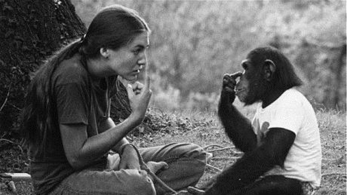 Washoe, chimpancé capturada por los estadounidenses.