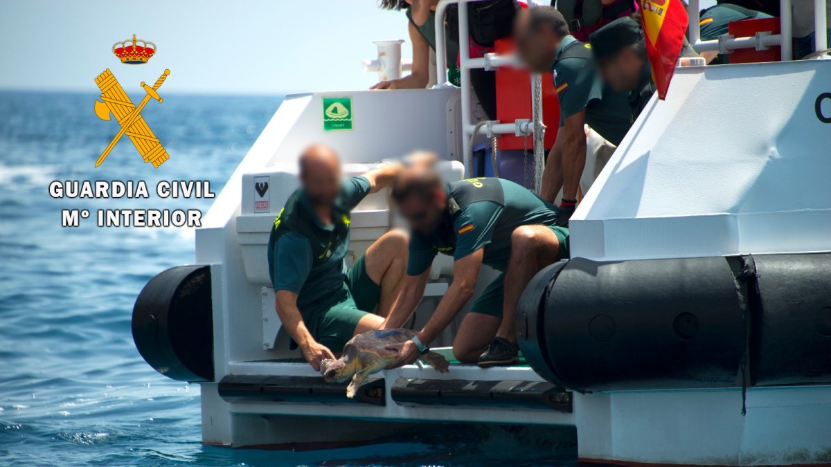 Momento de la suelta de una de las tortugas.
