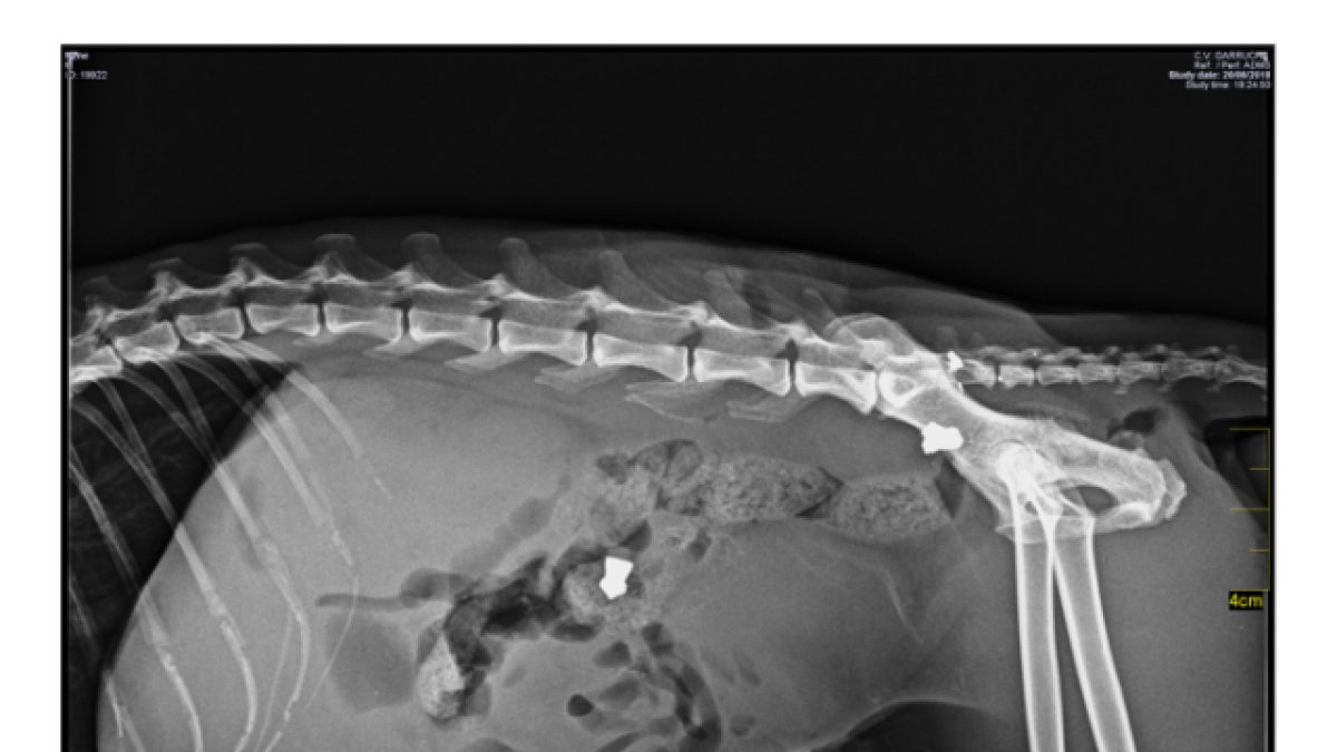 Radiografía donde se pueden apreciar los dos balines en el cuerpo del gato \'Nene\'.