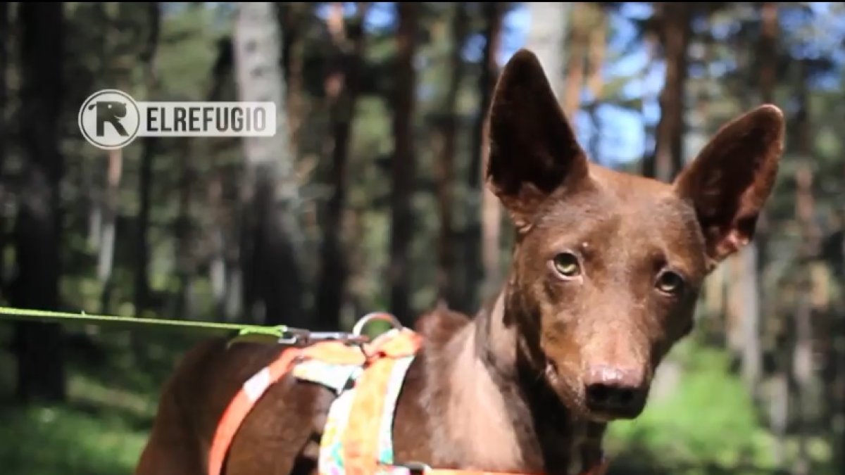 Pepita Banana ya se encuentra bien y busca alguien que la quiera adoptar.