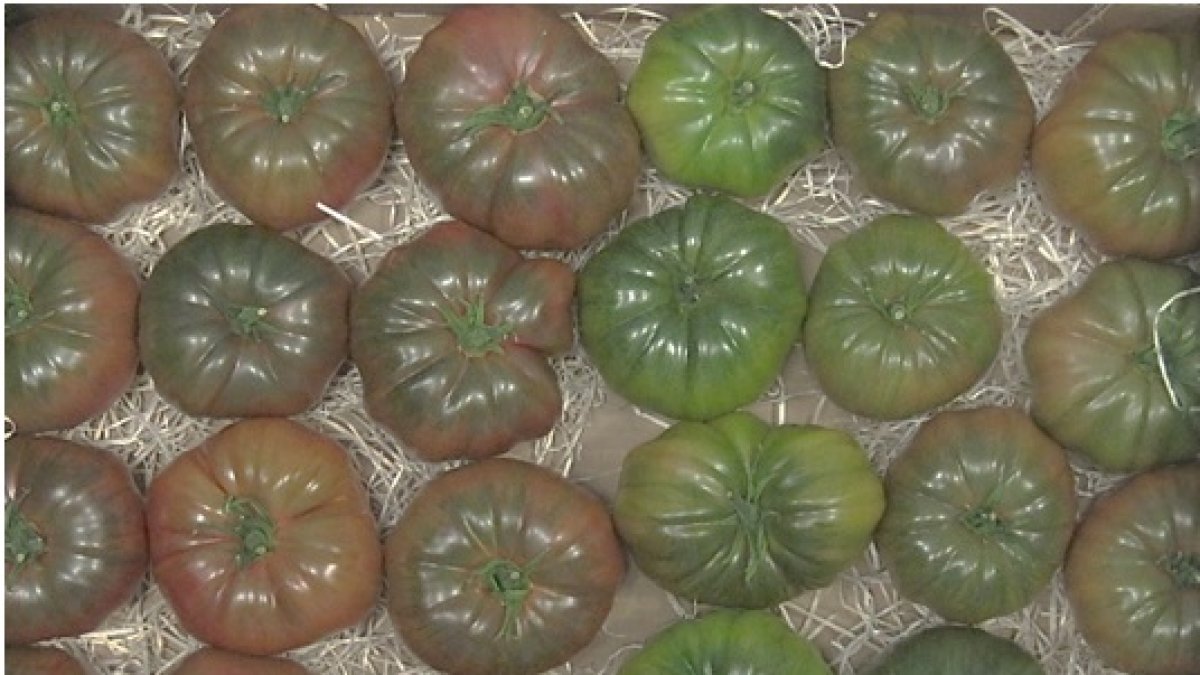 Cartel del proyecto \'Tradigen\'.