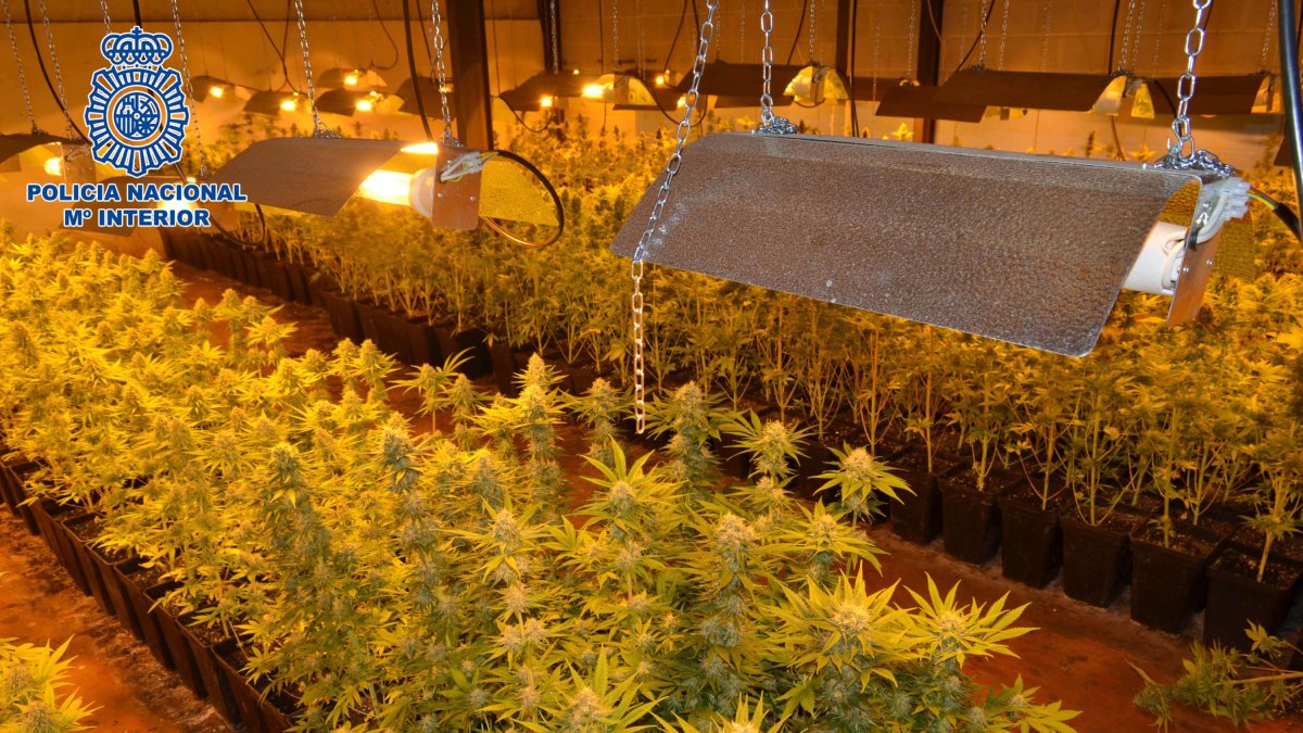 Una de las plantaciones de marihuana desarticuladas por la Policía Nacional en El Puche.