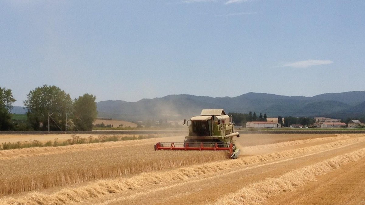 Cosechando cereales en la comarca de Los Vélez