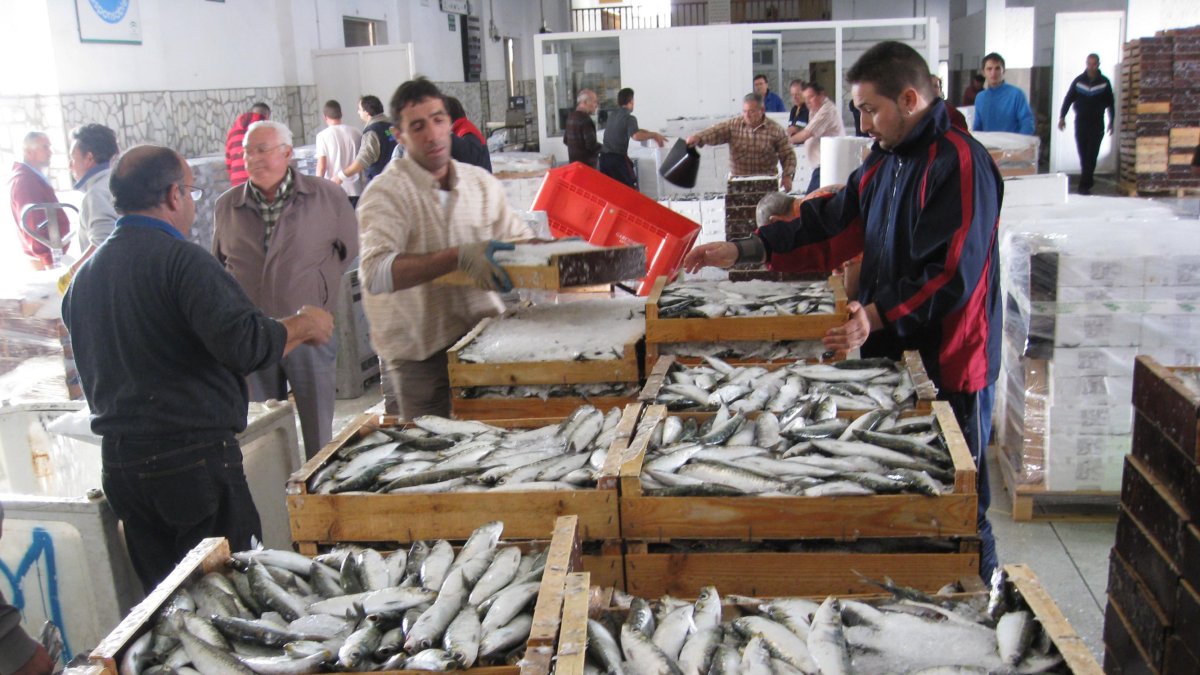 Cajas  de pescado azul recién llegado a la lonja de Adra para su venta y expedición.