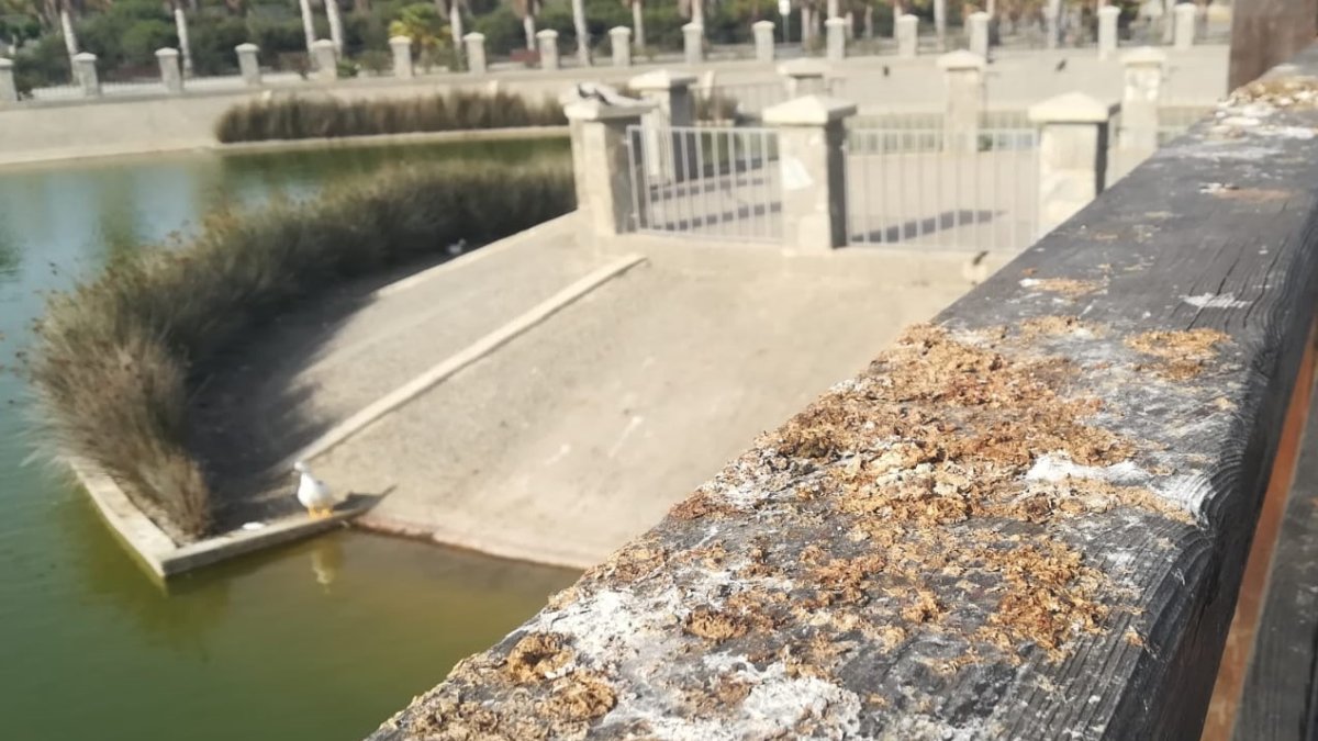 Imagen en la que se pueden apreciar la suciedad generada por los patos en las proximidades del lago.