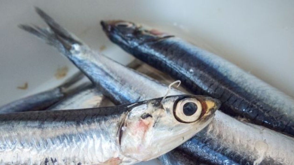 ¿Ves el gusanito blanco que le sale de la cabeza?