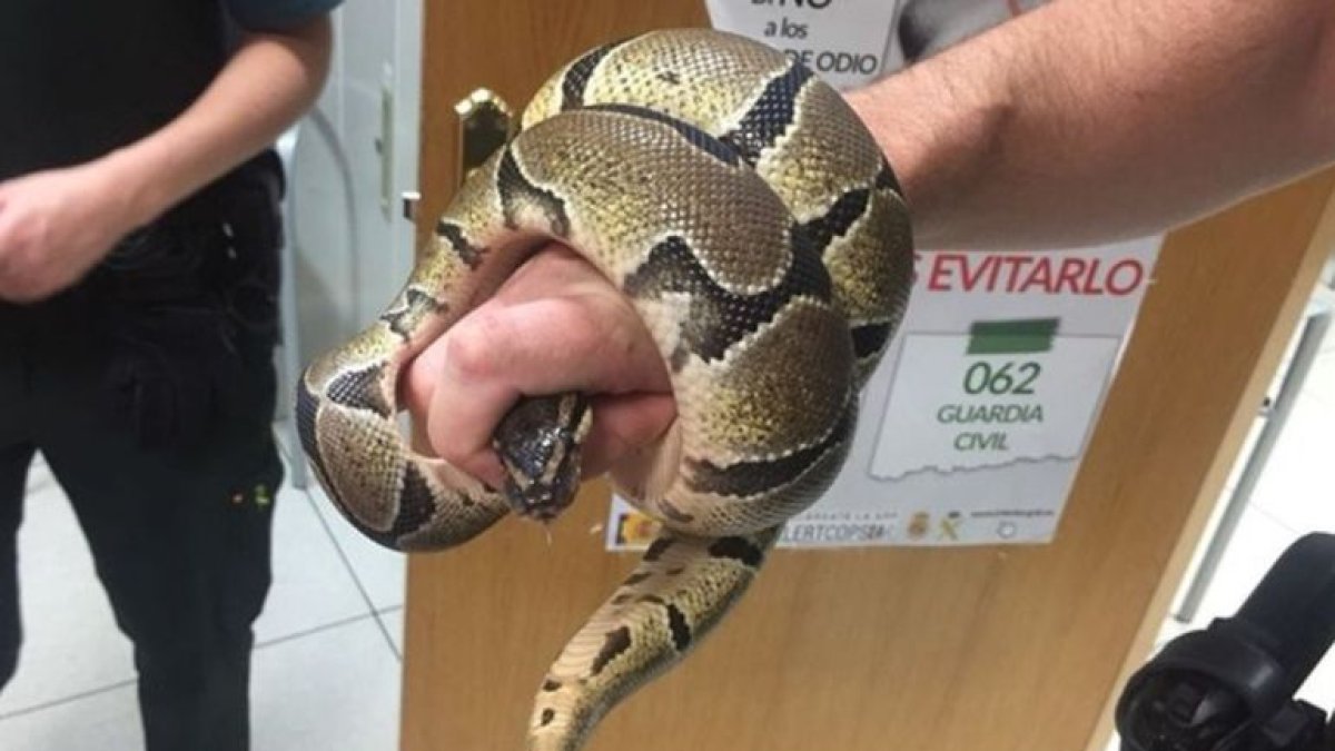 La pitón fue encontrada en el baño de una vivienda de Ciempozuelos.