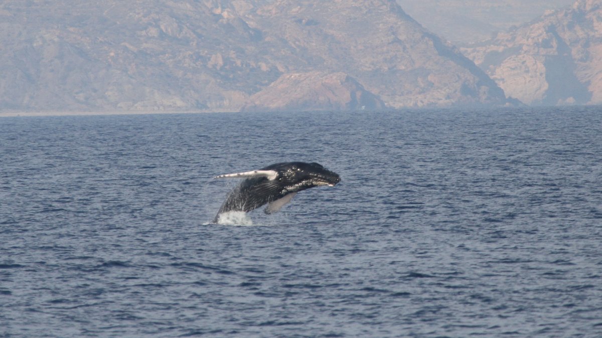 Una ballena jorobada salta en la costa del Levante el pasado lunes (Foto de \'Cetáces y Navegación\').