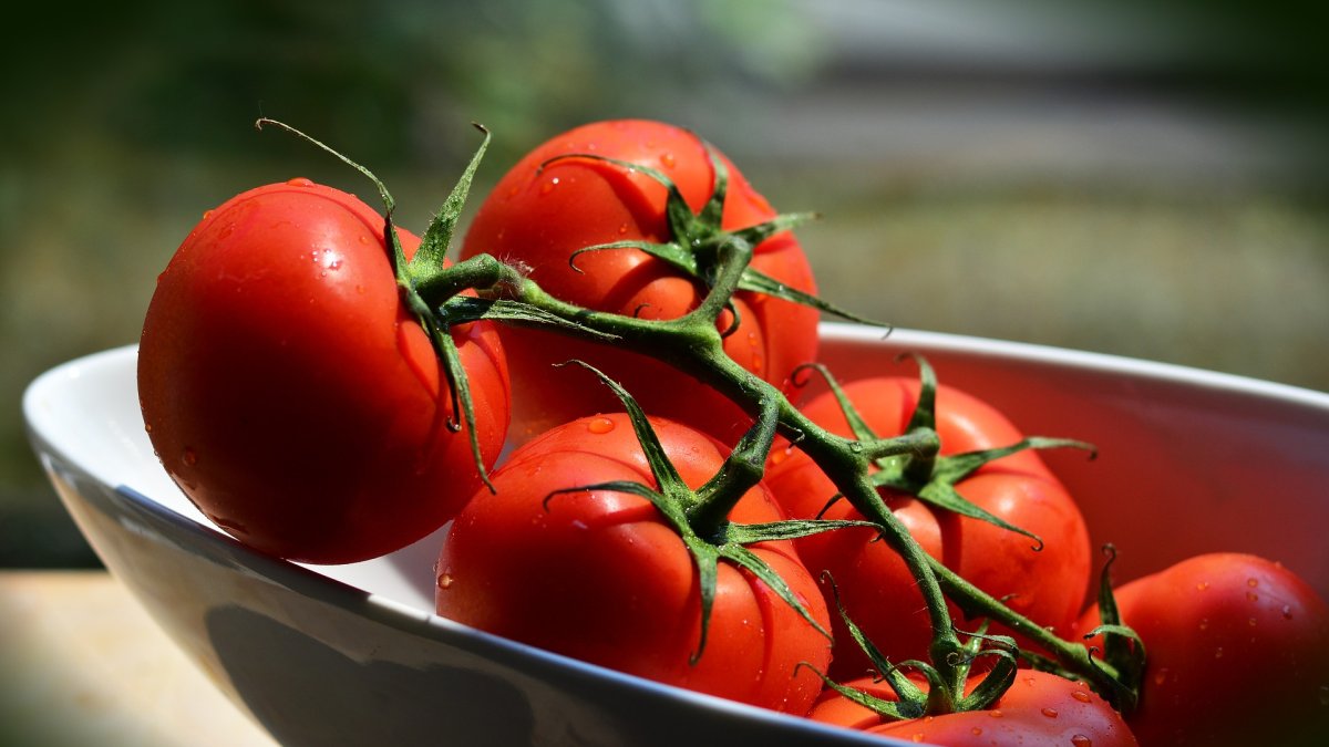 El tomate es probablemente una de las hortalizas más difundidas en el mundo