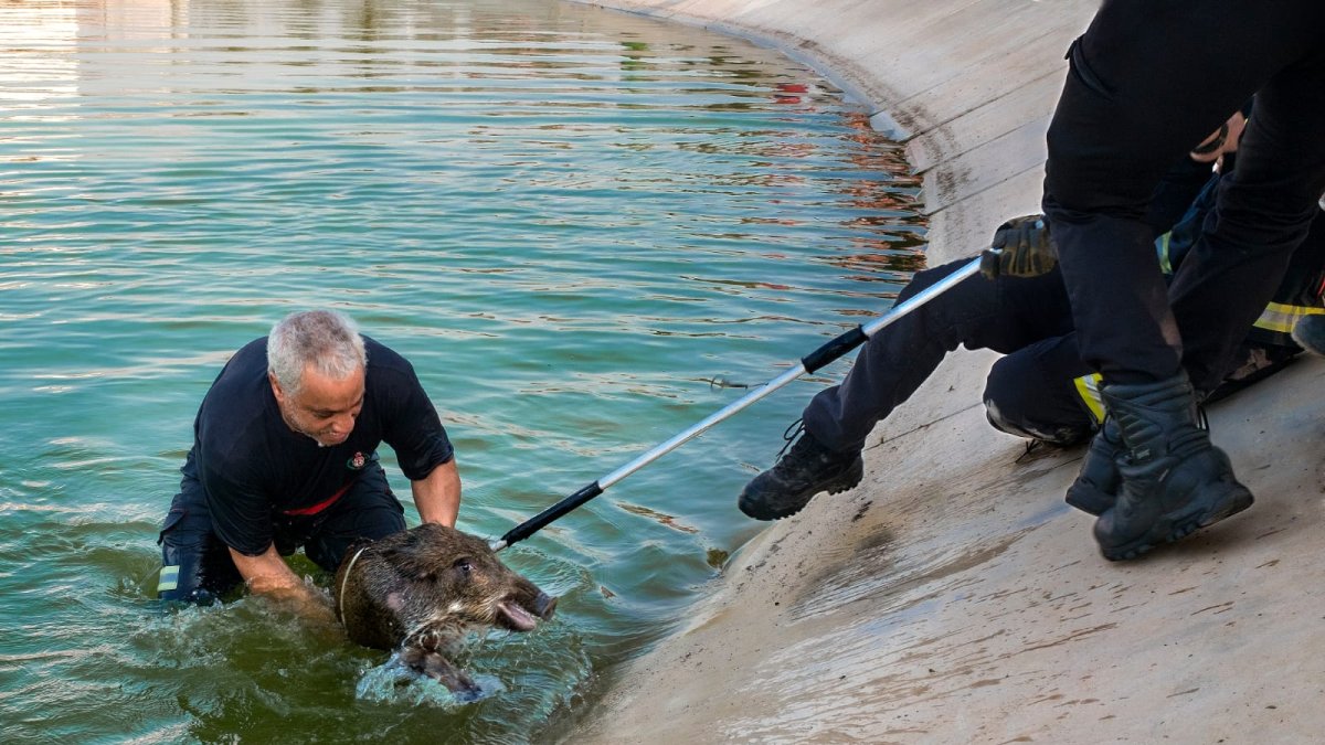 Momento en el que los bomberos ayudan al jabalí a salir de la balsa
