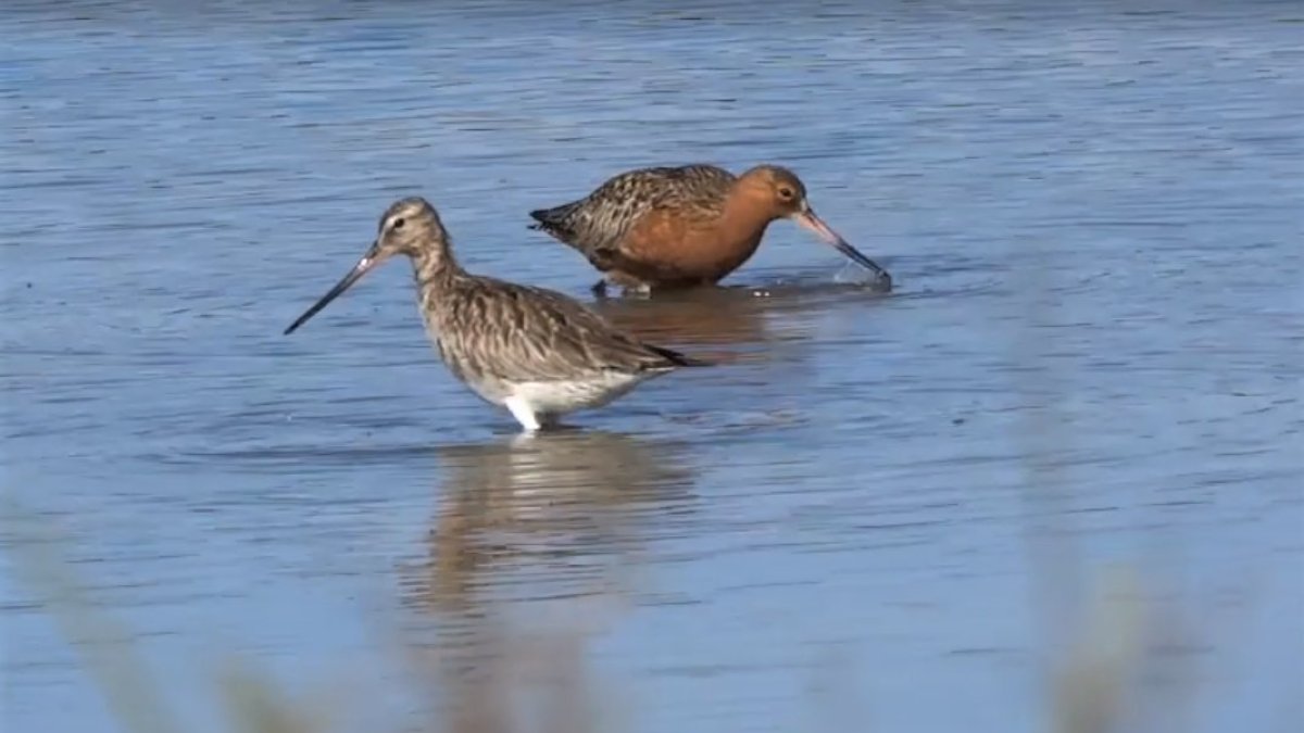 Ejemplares de aves acuáticas en una de las charcas de la Algaida.
