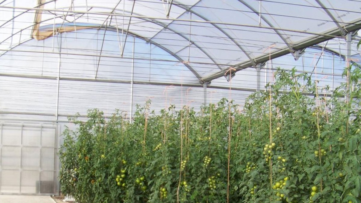 Se busca sustituir el tipo parral por estructuras avanzadas