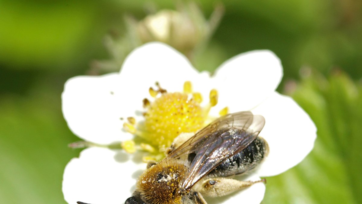La pérdida de las colonias de abejas plantea un serio problema ecológico.