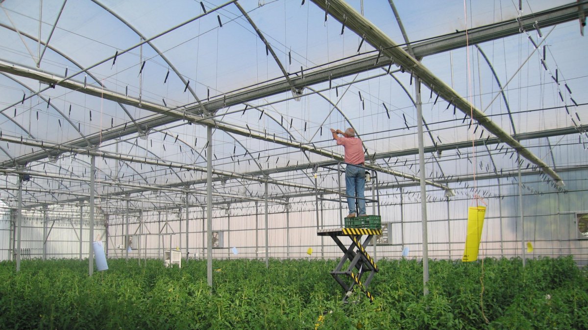 Interior de un invernadero, principal motor de la agricultura almeriense.