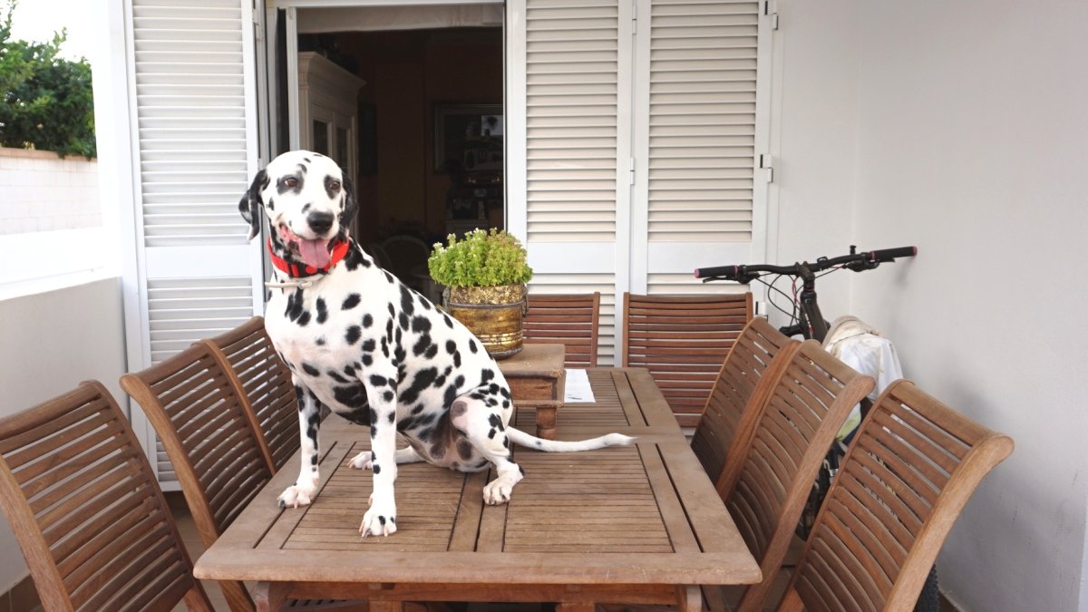 Los perros, el mejor amigo del ser humano en las duras y en las maduras. Foto: Ricardo Alba