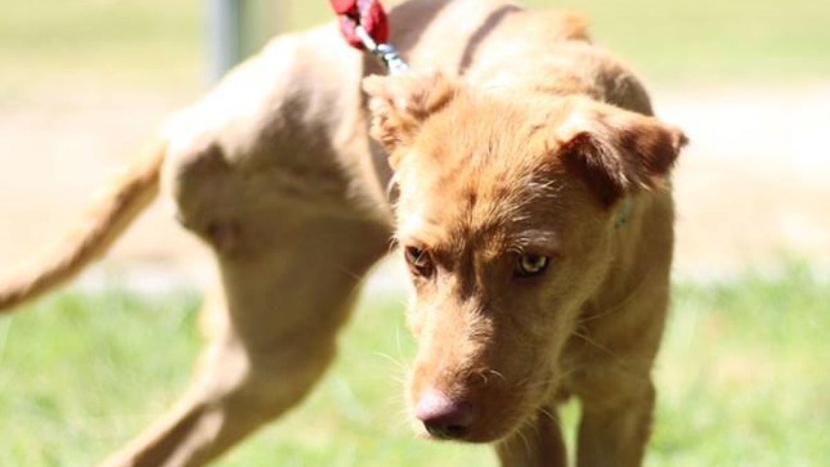 Princesa, la perra de ocho meses que busca un hogar.