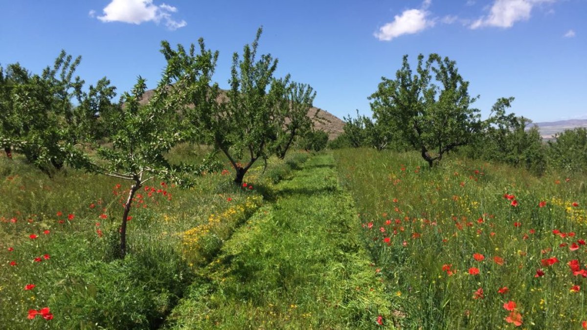 Recuperación y transformación local.