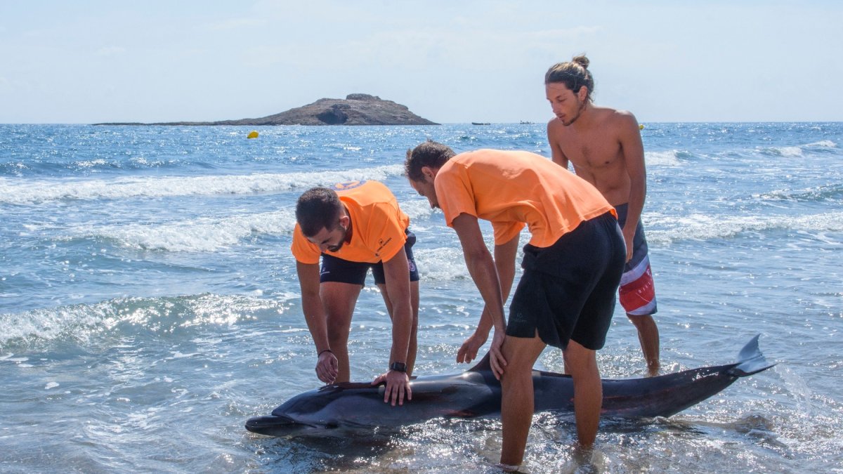 Miembros de Protección Civil atienden al delfín varado.