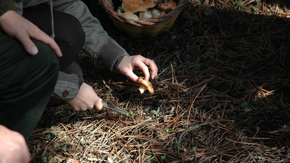 Comienza la temporada de setas en la provincia.