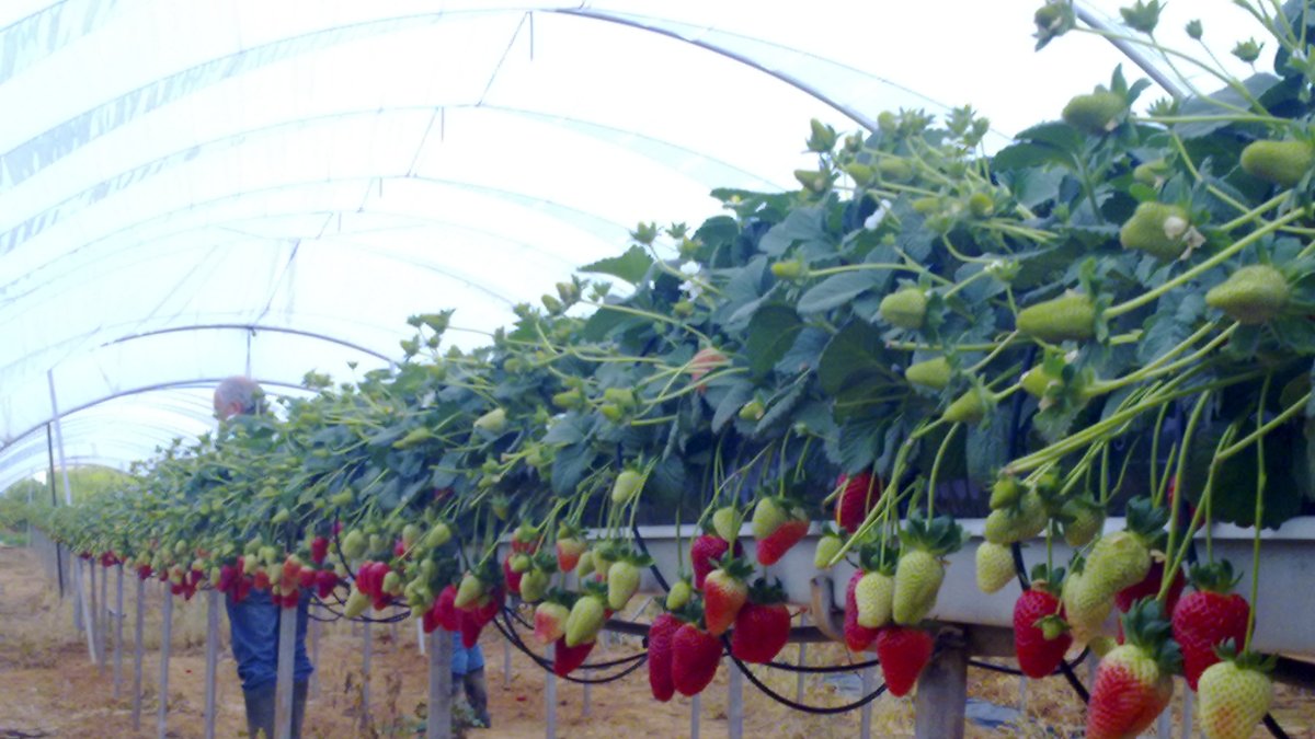 Las fresas y berries son los primeros productos que pueden sufrir los efectos del Brexit.