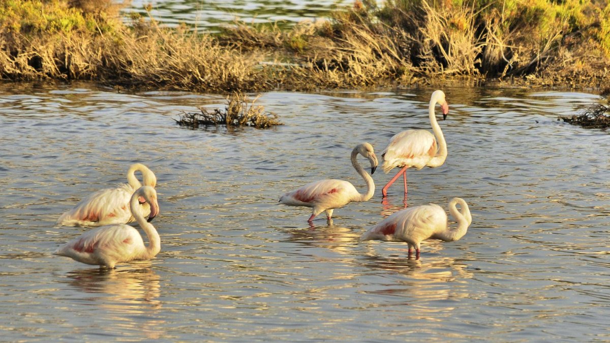 Flamencos en el Salar de los Canos de Vera (foto de Juanjo Alonso).