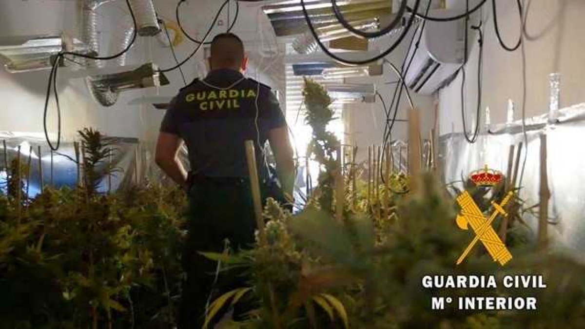 La Guardia Civil ha desmantelado una nueva plantación de marihuana.