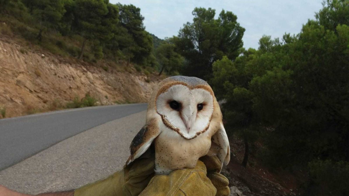 La lechuza ha estado mes y medio recuperándose en Los Vélez.