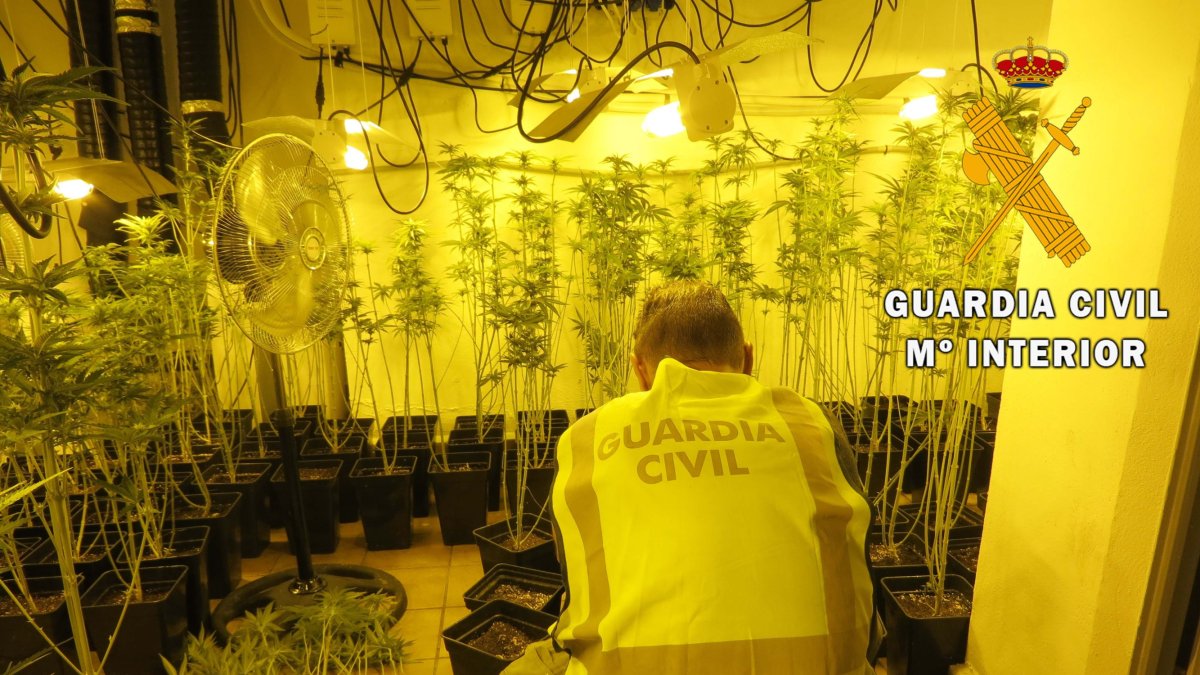 Incautación de las plantas por parte de la Guardia Civil.