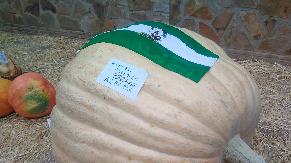 La calabaza más grande de Andalucía pesa 432 kilos y ha sido cultivada por el almeriense Manuel Planells.