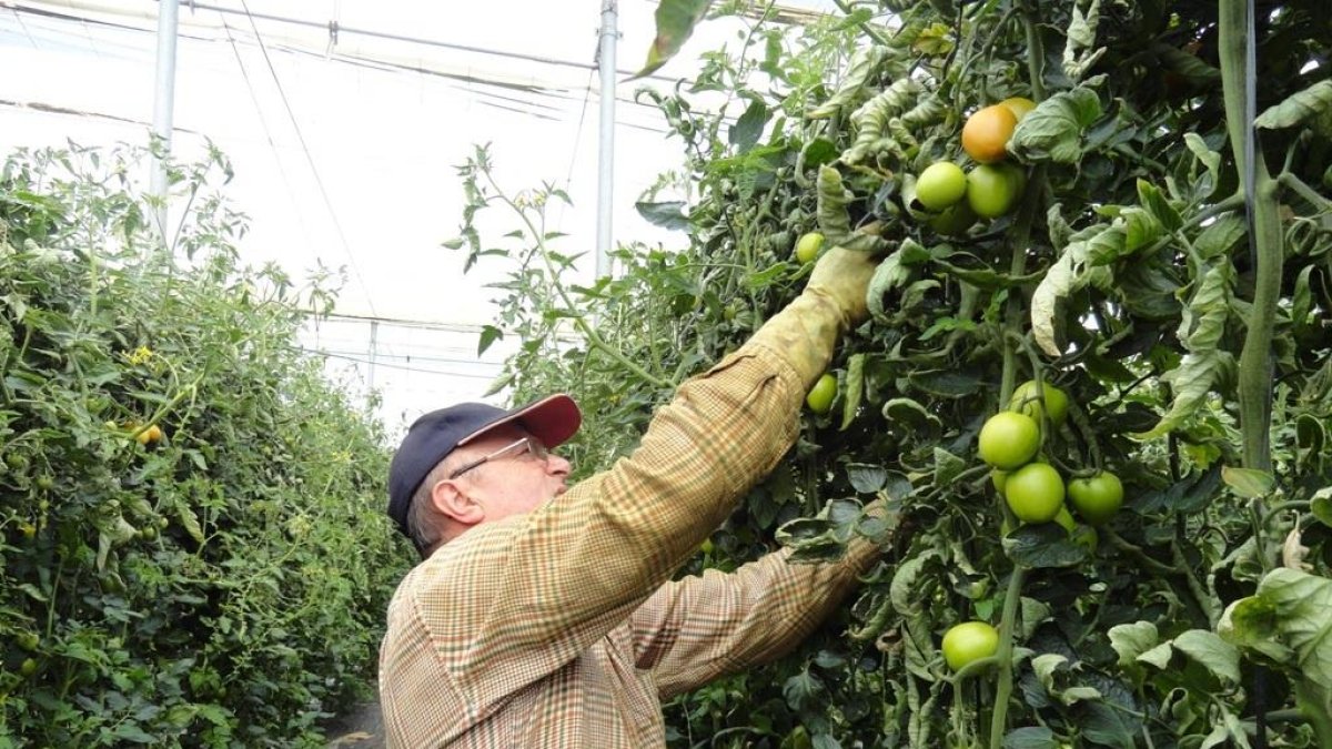 El tomate almeriense está soportando la dura rivalidad de terceros países.