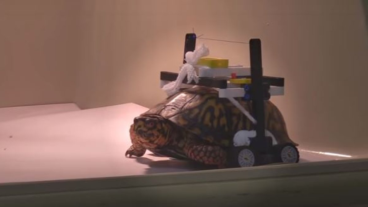 La tortuga herida puede caminar gracias a este curioso invento.