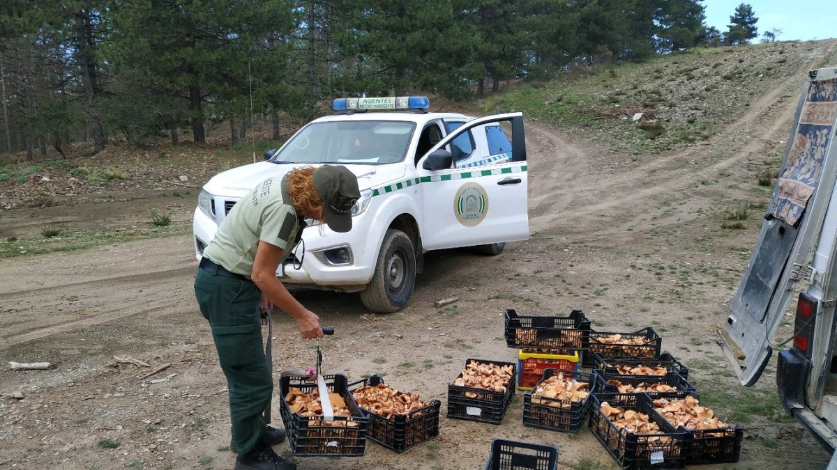 Una agente, con los níscalos decomisados.