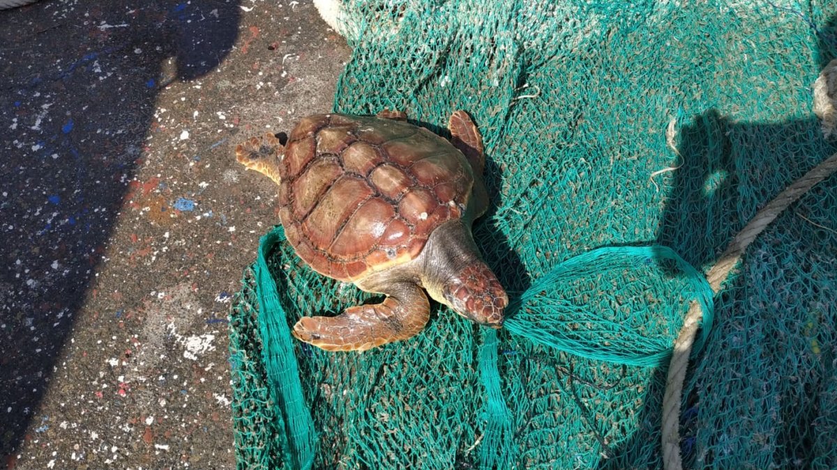 La tortuga ‘Kika’ descansa sobre una red tras ser recogida por pescadores.