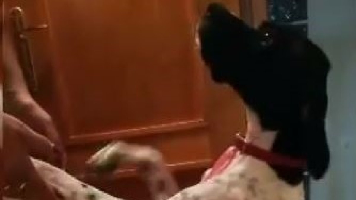 Pepa, una perrita de tres años, busca un hogar.