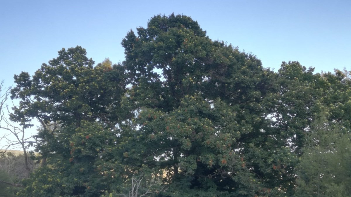 Castaño centenario de los existentes en Partaloa.