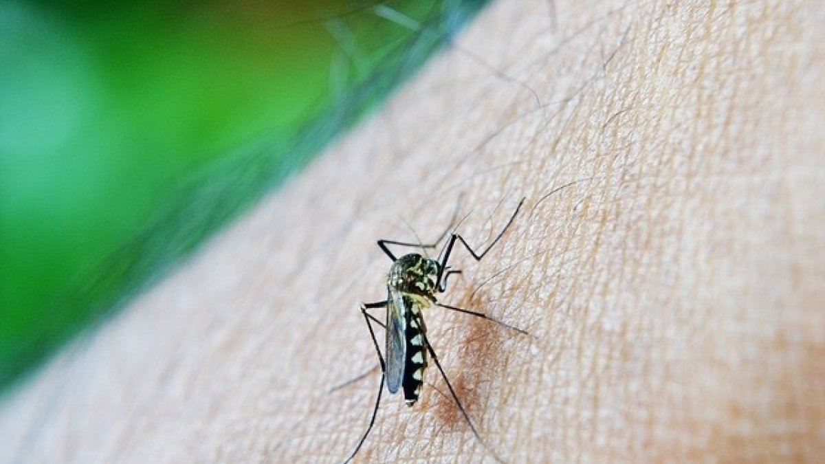 El dengue se trasmite por la picadura de mosquitos infectados